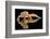 Leopard Gecko-Dikky Oesin-Framed Photographic Print