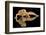 Leopard Gecko-Dikky Oesin-Framed Photographic Print