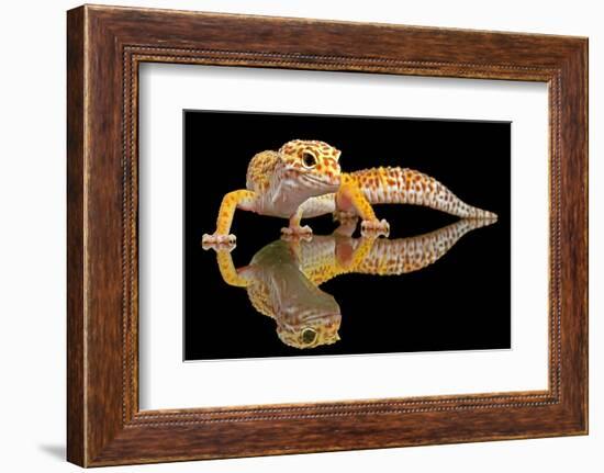 Leopard Gecko-Dikky Oesin-Framed Photographic Print