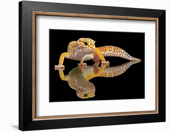 Leopard Gecko-Dikky Oesin-Framed Photographic Print