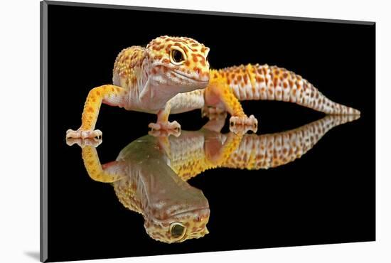 Leopard Gecko-Dikky Oesin-Mounted Photographic Print