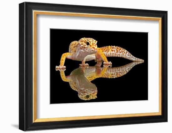 Leopard Gecko-Dikky Oesin-Framed Photographic Print