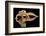 Leopard Gecko-Dikky Oesin-Framed Photographic Print