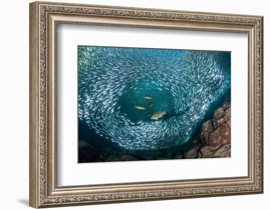 Leopard grouper and Dentex hunting a huge school of Sardines-Franco Banfi-Framed Photographic Print