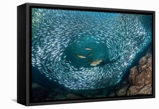Leopard grouper and Dentex hunting a huge school of Sardines-Franco Banfi-Framed Premier Image Canvas