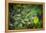 leopard hiding in dense foliage, bardia national park, nepal-karine aigner-Framed Premier Image Canvas