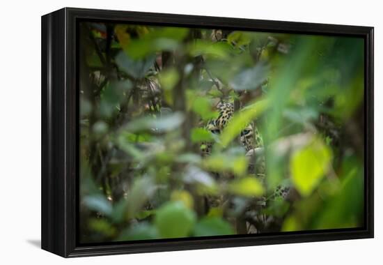 leopard hiding in dense foliage, bardia national park, nepal-karine aigner-Framed Premier Image Canvas