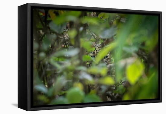 leopard hiding in dense foliage, bardia national park, nepal-karine aigner-Framed Premier Image Canvas