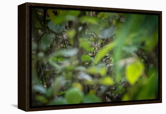 leopard hiding in dense foliage, bardia national park, nepal-karine aigner-Framed Premier Image Canvas