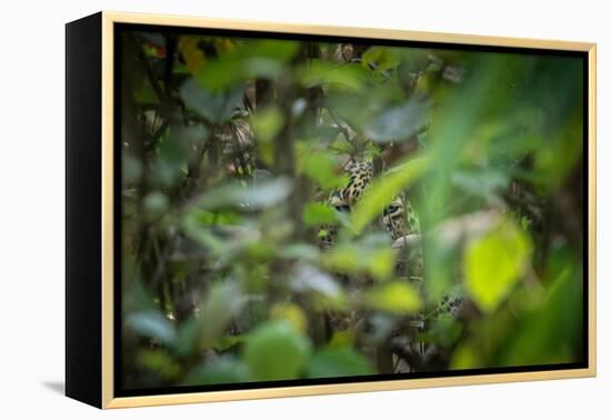 leopard hiding in dense foliage, bardia national park, nepal-karine aigner-Framed Premier Image Canvas
