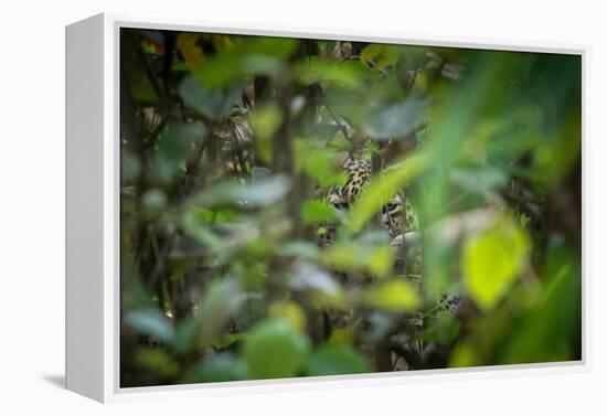 leopard hiding in dense foliage, bardia national park, nepal-karine aigner-Framed Premier Image Canvas