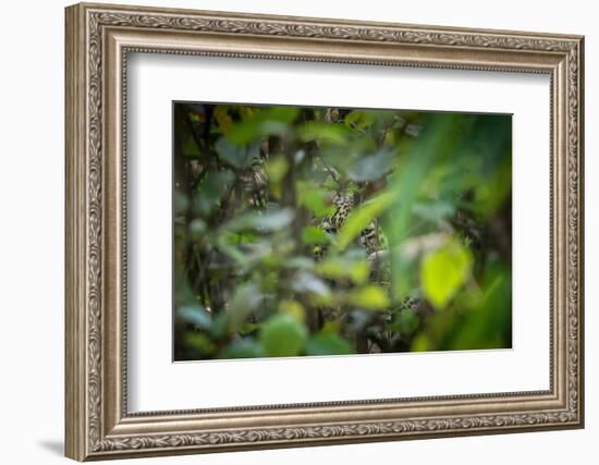 leopard hiding in dense foliage, bardia national park, nepal-karine aigner-Framed Photographic Print