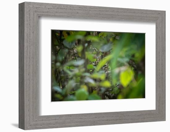 leopard hiding in dense foliage, bardia national park, nepal-karine aigner-Framed Photographic Print