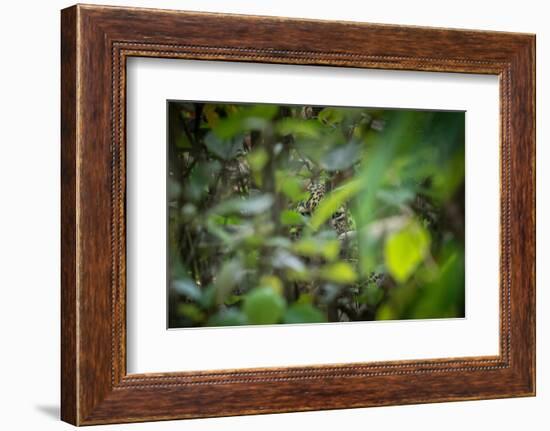 leopard hiding in dense foliage, bardia national park, nepal-karine aigner-Framed Photographic Print