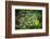 leopard hiding in dense foliage, bardia national park, nepal-karine aigner-Framed Photographic Print