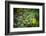 leopard hiding in dense foliage, bardia national park, nepal-karine aigner-Framed Photographic Print