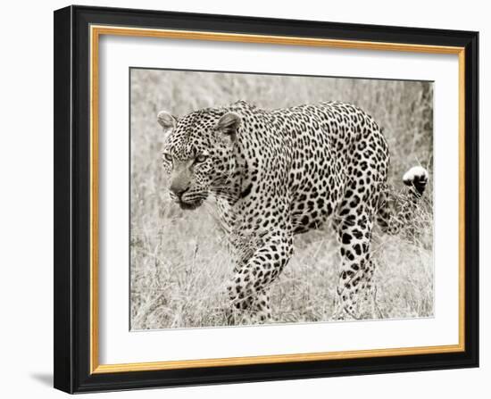 Leopard hunting-null-Framed Giclee Print