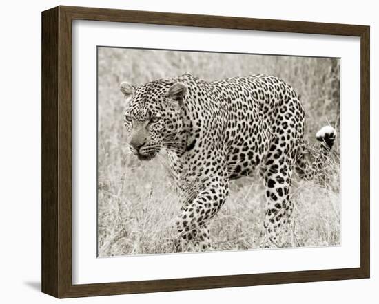 Leopard hunting-null-Framed Giclee Print