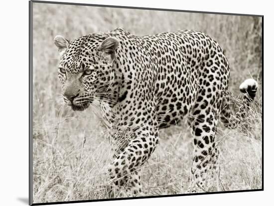 Leopard hunting-null-Mounted Giclee Print