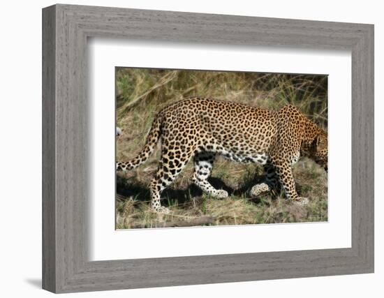 Leopard Hunting-Scott Bennion-Framed Photo