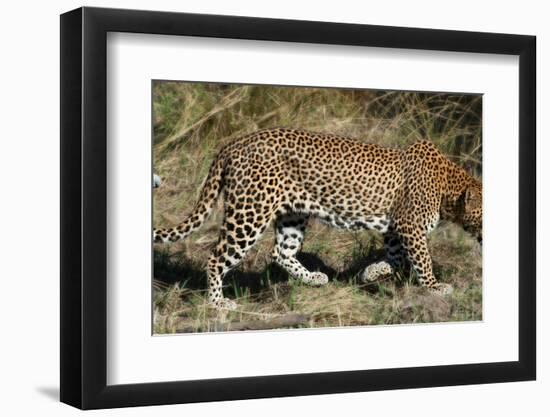 Leopard Hunting-Scott Bennion-Framed Photo