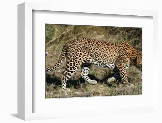 Leopard Hunting-Scott Bennion-Framed Photo