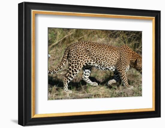 Leopard Hunting-Scott Bennion-Framed Photo