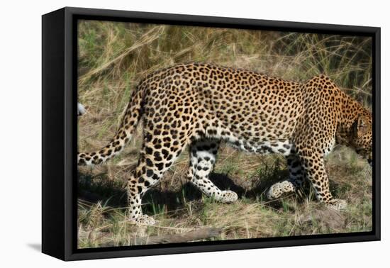 Leopard Hunting-Scott Bennion-Framed Stretched Canvas