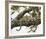 Leopard in a Tree I-Spencer Hodge-Framed Giclee Print