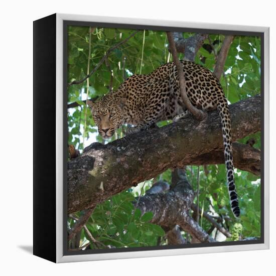 Leopard in a Tree-Scott Bennion-Framed Stretched Canvas