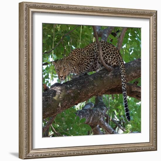 Leopard in a Tree-Scott Bennion-Framed Photo