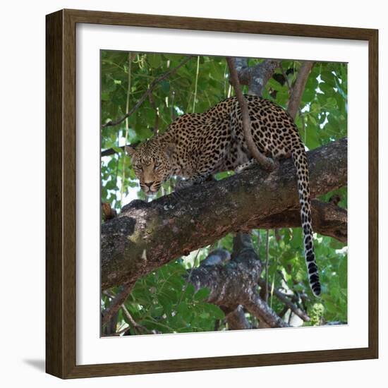 Leopard in a Tree-Scott Bennion-Framed Photo