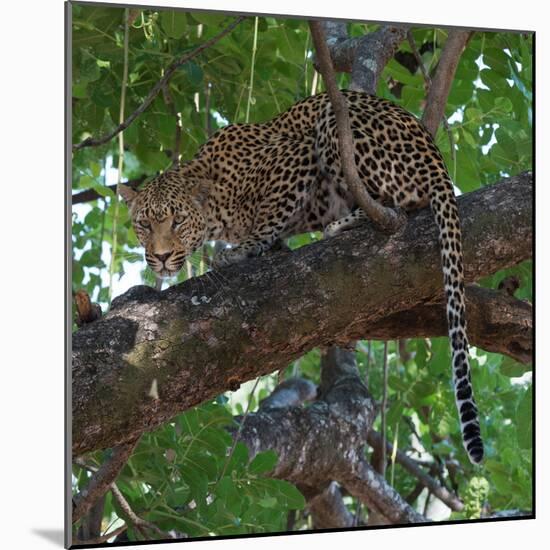 Leopard in a Tree-Scott Bennion-Mounted Photo