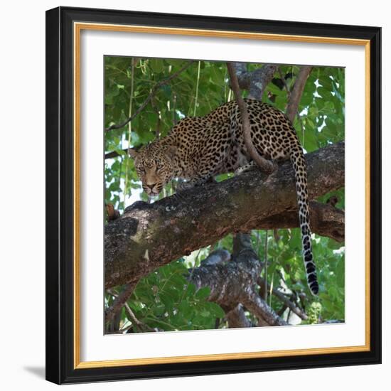 Leopard in a Tree-Scott Bennion-Framed Photo