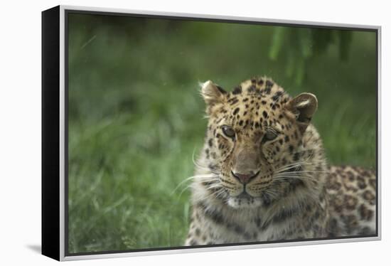 Leopard In Break-Andre Villeneuve-Framed Premier Image Canvas