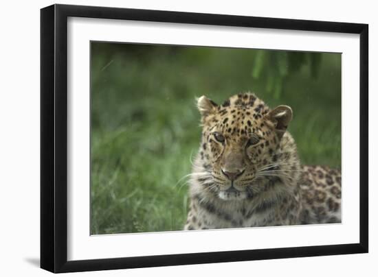 Leopard In Break-Andre Villeneuve-Framed Photographic Print