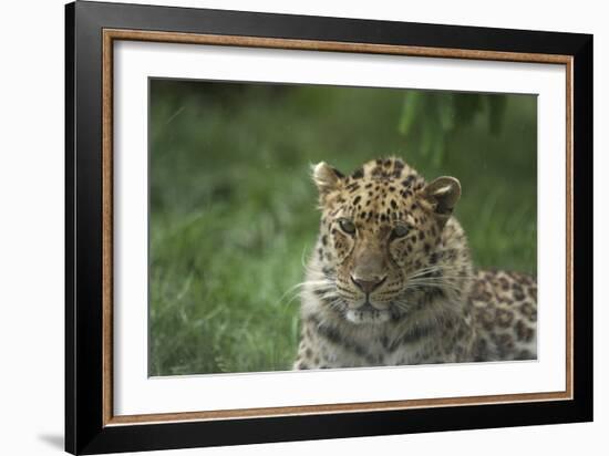 Leopard In Break-Andre Villeneuve-Framed Photographic Print