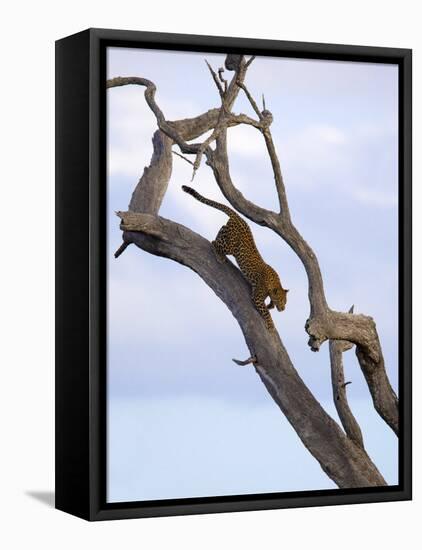 Leopard in Dead Tree, Kruger National Park, Mpumalanga, South Africa, Africa-Toon Ann & Steve-Framed Premier Image Canvas