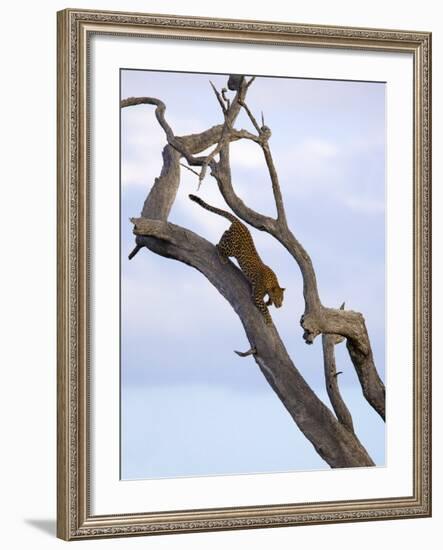 Leopard in Dead Tree, Kruger National Park, Mpumalanga, South Africa, Africa-Toon Ann & Steve-Framed Photographic Print