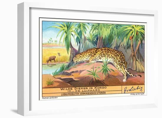 Leopard in the Congo-null-Framed Art Print