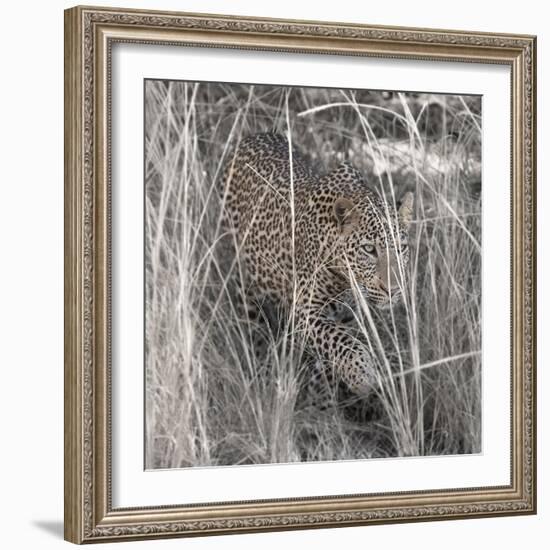 Leopard in the Grass-Scott Bennion-Framed Photo