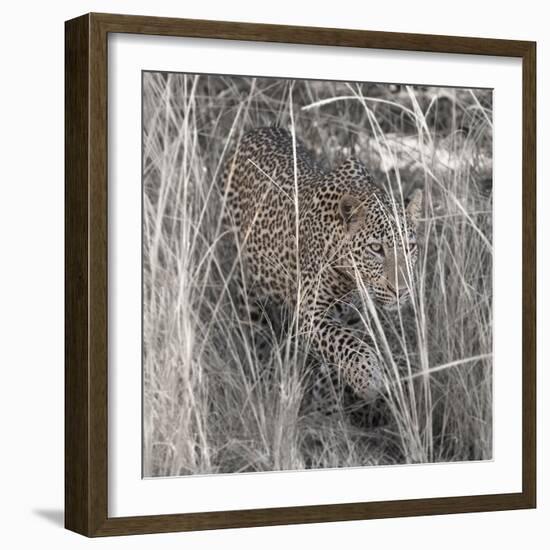 Leopard in the Grass-Scott Bennion-Framed Photo