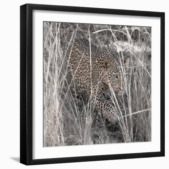 Leopard in the Grass-Scott Bennion-Framed Photo