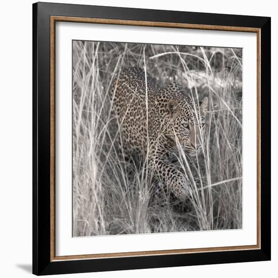 Leopard in the Grass-Scott Bennion-Framed Photo