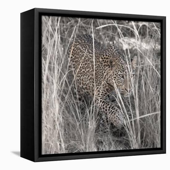 Leopard in the Grass-Scott Bennion-Framed Stretched Canvas