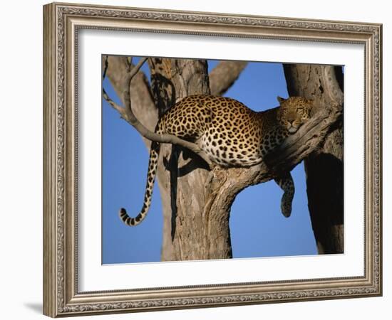 Leopard in Tree, Okavango Delta, Botswana, Africa-Paul Allen-Framed Photographic Print