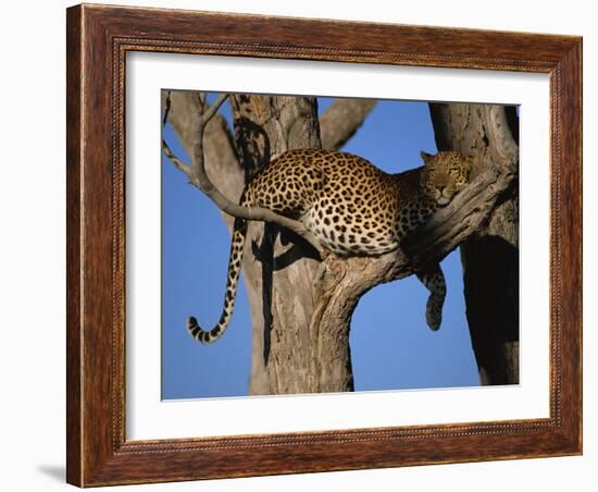 Leopard in Tree, Okavango Delta, Botswana, Africa-Paul Allen-Framed Photographic Print