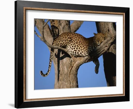 Leopard in Tree, Okavango Delta, Botswana, Africa-Paul Allen-Framed Photographic Print