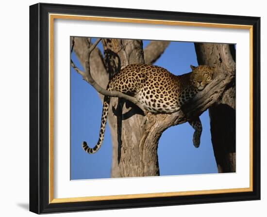 Leopard in Tree, Okavango Delta, Botswana, Africa-Paul Allen-Framed Photographic Print