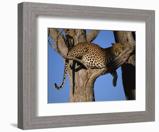 Leopard in Tree, Okavango Delta, Botswana, Africa-Paul Allen-Framed Premium Photographic Print